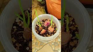 用奶茶杯種小蔥#在家種菜 #種蔥 #樓頂菜園
