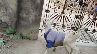 beautiful goat #funny #funnyvideo #funnyshorts