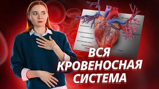 Кровеносная система: вся тема для ЕГЭ