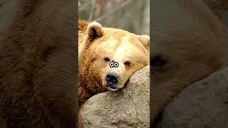 Do all Bears hibernate?  #facts #fascinatingcreatures #fascinatingfacts #animals #facts