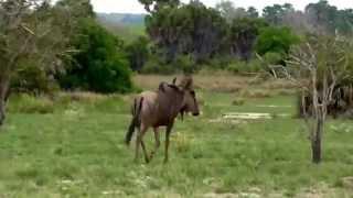 Wildebeest | Nyerere National Park| Tanzania