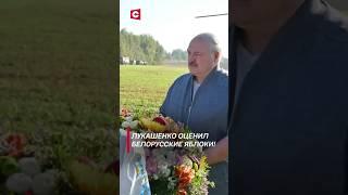 Лукашенко: Яблоки, смотрю, красивые! #лукашенко #новости #политика #беларусь #фермы #shorts