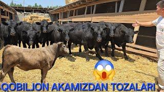 QOBILJON AKAMIZDAN YANA %TOOZA ANGUS BUQALARI 🫡