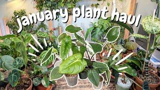 Amazing plants from $5 to $100....HOUSEPLANT HAUL