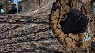 Life-Threatening Tree Sawing!! Only Sawmills Dare to Cut Them Down