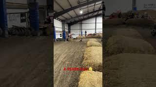 4 Year old (future champ) ?