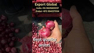 Onion export from India | Nasik best onion ready to export | export global #onion