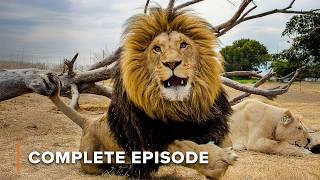 The Zebra Diaries | Kenya Wildlife Diaries 103