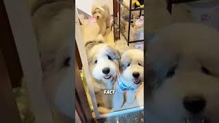 Old English Sheepdogs are bigger than humans#animals #funnyanimal #funny #oldenglishsheepdog