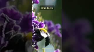 Do you know ... Insects #daily #fun #facts  #shorts    #youtubeshorts  #onlyfacts
