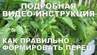 КАК ФОРМИРОВАТЬ ПЕРЕЦ?  Формирование перца 2 / How to Prune Pepper Plants DETAILED VIDEO GUIDE