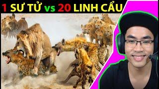 1 Sư Tử Đực vs 20 Linh Cẩu: Sư Tử đánh bại được 1 đàn Linh Cẩu? #HaSeriousReaction #DongVatFacts 152