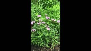 Monarda bradburiana, Eastern Beebalm