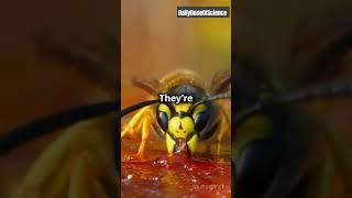 Why We Hate Wasps but Love Bees: The Science Explained!