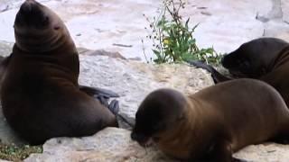 Vierfacher Seelöwen Nachwuchs im Berliner Zoo 07 08