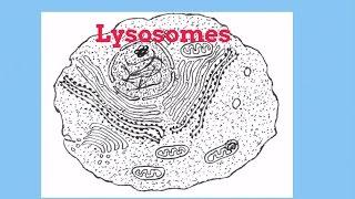 Lysosomes-Cell Organelles