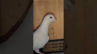 most beautiful fancy pigeon pair  #viralvideo #foryou #pigeon #fancybird #pigeonwings #kabootar