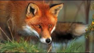 Roald Dahl, Fantastic Mr Fox,  free audio book read by Nick Martin