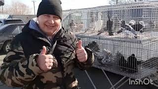 Ярмарка голубей, декоративных птиц и животных г.Бородянка Киевская область 20.02.2022 года. Часть2.