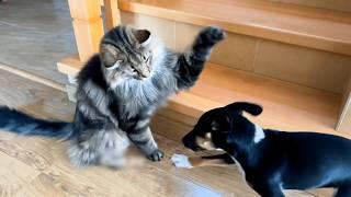 Cats VS. Dogs  | 30 MINUTES