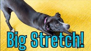 BIG STRETCH Song  You gotta say Big Stretch! #dog