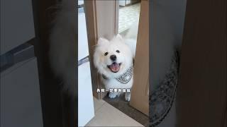事实证明，养狗一定要养妹妹 #萨摩耶 #萌宠 #哈士奇 #阿拉斯加