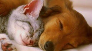 PET THERAPY  Sleep Music w/ Binaural Beats for Dogs & Cats - Sleep Disorders - 2 HOURS