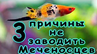 3 Причины не заводить Меченосцев 3 причины не покупать Меченосцев