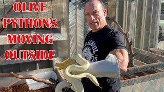 NEW BREEDING STRATEGY FOR MY BOAS & OLIVE PYTHONS!
