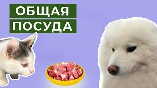 Общая посуда для кошек и собак на канале Фрося, Глаша и Дуняша.