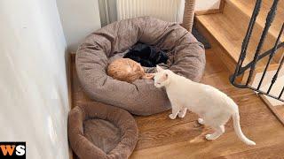 My Three Cats Just Can't Find a Way to Fit in One Giant Bed!