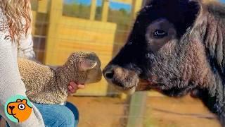 Mini Cow Adopts Abandoned Sheep And Never Leaves Her Side | Cuddle Buddies