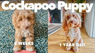 Having a Cockapoo Puppy | From 8 weeks to 1 year old