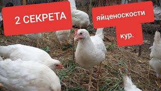 Яйценоскость кур. 2 секрета чтобы куры неслись.