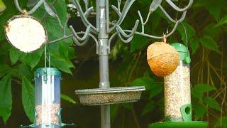 Bird Feeder