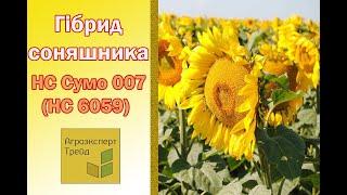 Соняшник Сумо 007 (НС 6059) , опис гібриду  - насіння в Україні