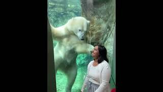 Polar bear attacks woman