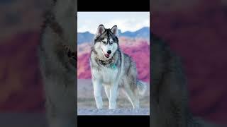 Siberian Husky dog#shorts