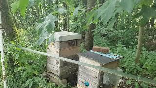 Biotechnical beekeeping - How to reduce bee moulting, robbing and stalking