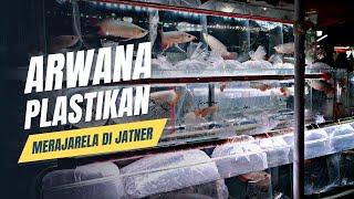 ARWANA PLASTIKAN MERAJARELA DI PASAR JATNER !!! UPDATE HARGA IKAN ARWANA DI JATINEGARA TERBARU