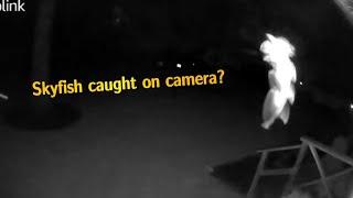 #skyfish ?? What is this? Caught on our security cameras 2 separate nights.