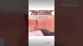 Собака стала красавчиком и пришёл к своей хозяйке|дорама