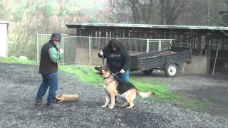 Schilling Law Dog's Training by Ken Schilling