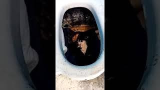 Мужик гонит ваще! Залез в туалет в дерьмо