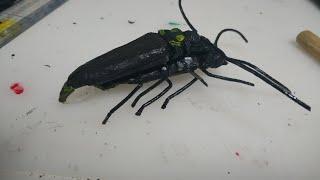 How to make Callipogon relictus pair