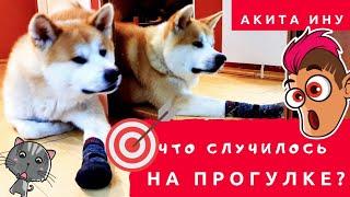 Больше не гуляю без этих трех предметов! Что случилось? Акита ину