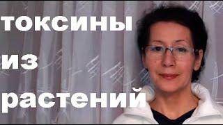 ПОСЛЕ ВЕГАНСТВА. 4. Растительные токсины.  Клетчатка, Лектины, Фитаты, Оксалаты. Замалеева Г.А. 2021