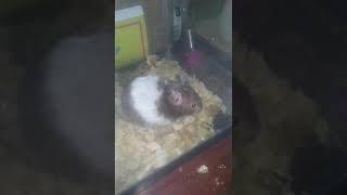 el hamster pro bien chili