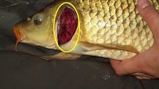 Как рыбы дышат в воде через жабры?