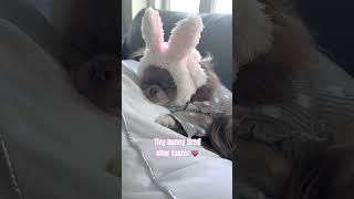April 1st ️#chihuahua #puppy #cute